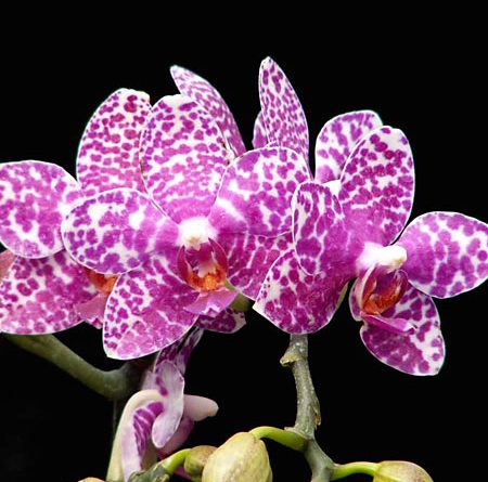 орхидея Phalaenopsis hybr в оранжерее ботанического сада им Гришка